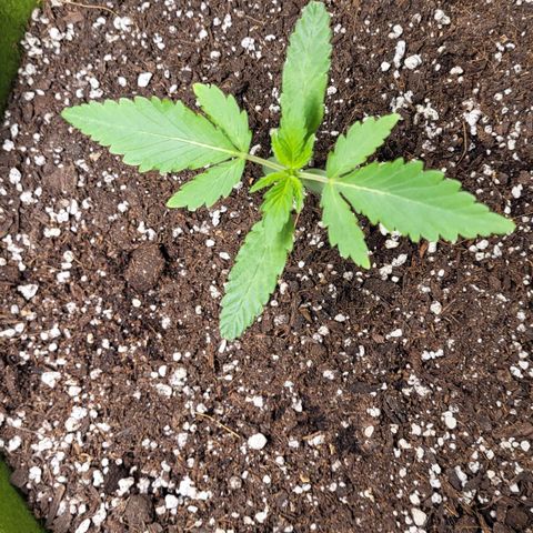 Jammy Dodgers #2 growlog timeline photo