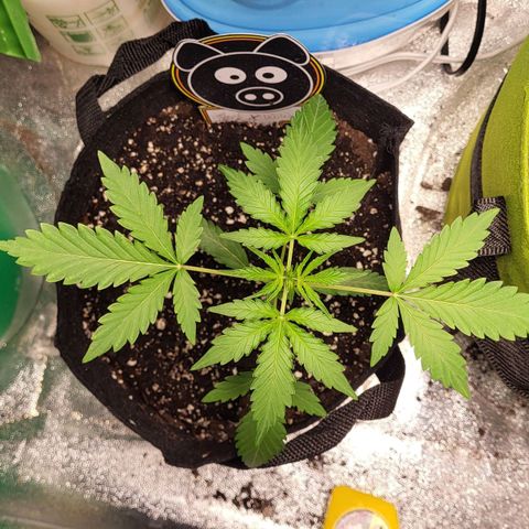Toof Decay x Walter White growlog timeline photo