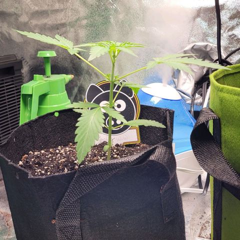 Toof Decay x Walter White growlog timeline photo