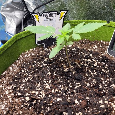 Jammy Dodgers #2 growlog timeline photo