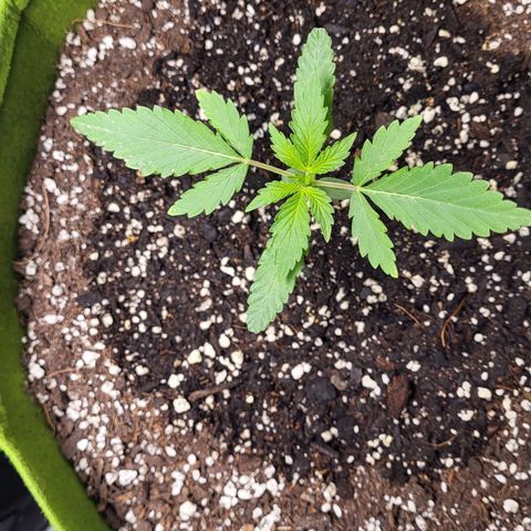 Jammy Dodgers #2 growlog timeline photo