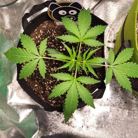 Toof Decay x Walter White growlog timeline photo
