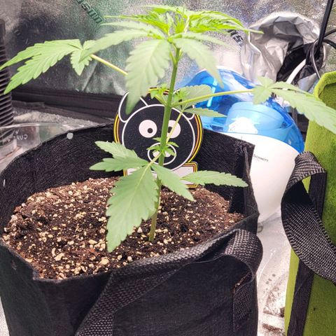 Toof Decay x Walter White growlog timeline photo