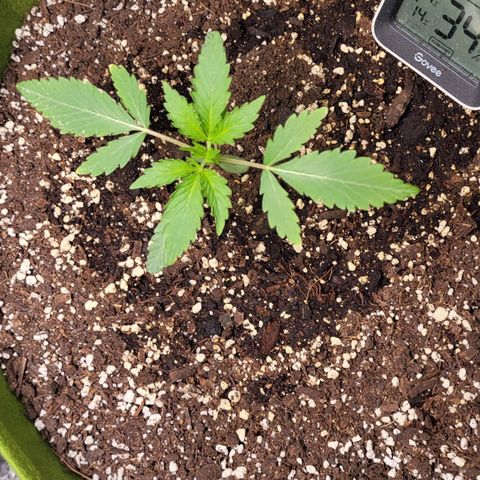 Jammy Dodgers #2 growlog timeline photo