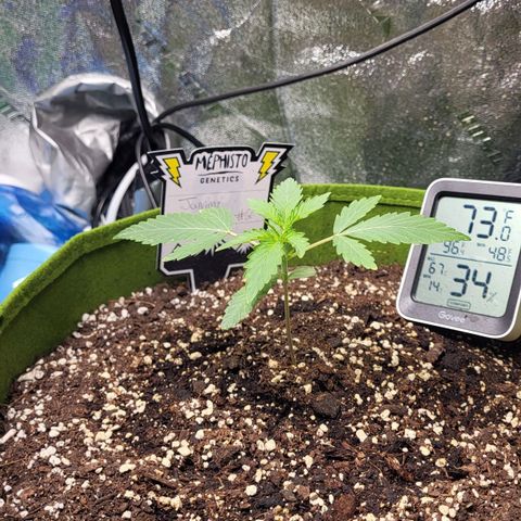Jammy Dodgers #2 growlog timeline photo