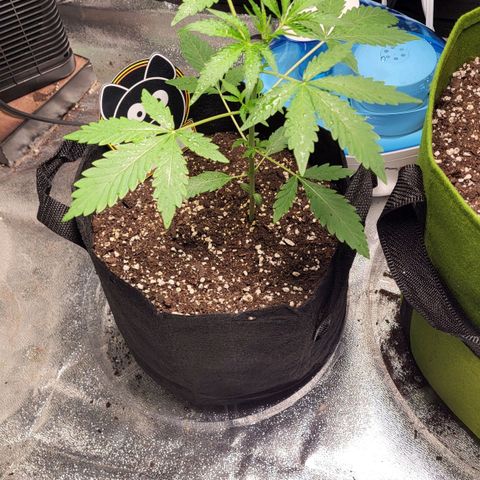 Toof Decay x Walter White growlog timeline photo