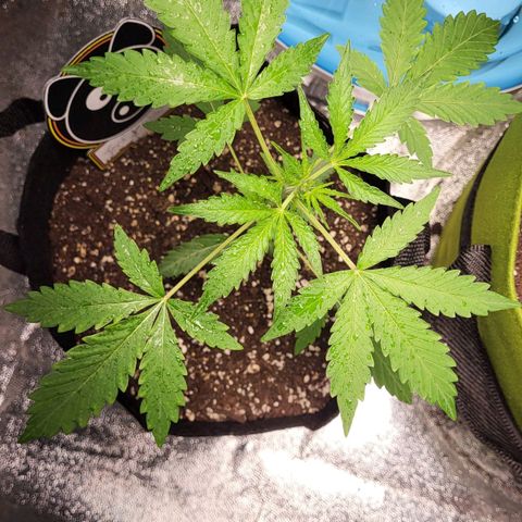 Toof Decay x Walter White growlog timeline photo