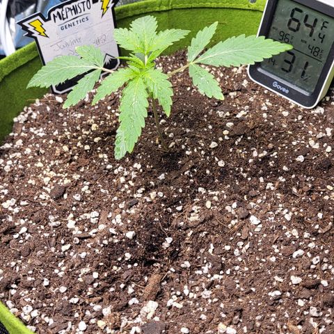 Jammy Dodgers #2 growlog timeline photo