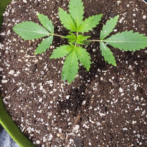 Jammy Dodgers #2 growlog timeline photo