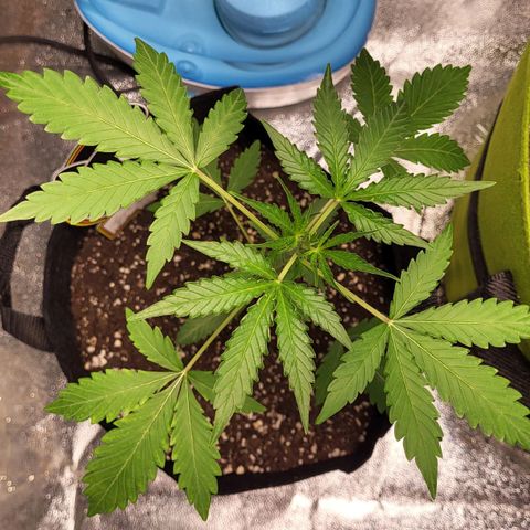 Toof Decay x Walter White growlog timeline photo