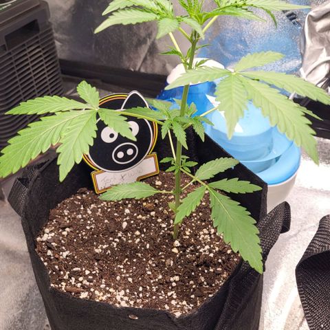 Toof Decay x Walter White growlog timeline photo