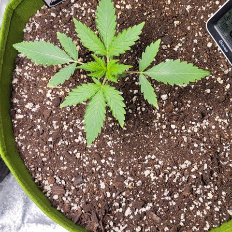 Jammy Dodgers #2 growlog timeline photo