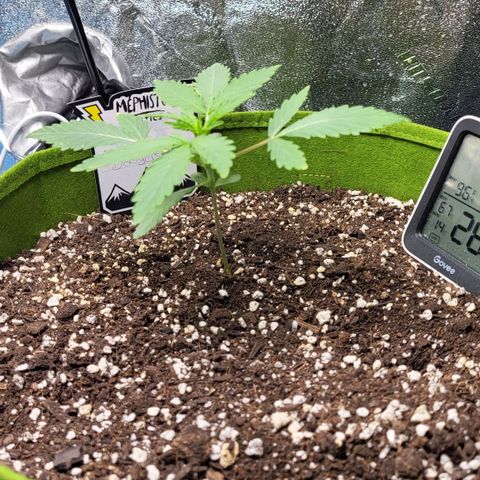 Jammy Dodgers #2 growlog timeline photo