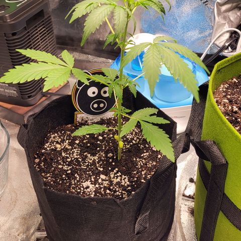 Toof Decay x Walter White growlog timeline photo