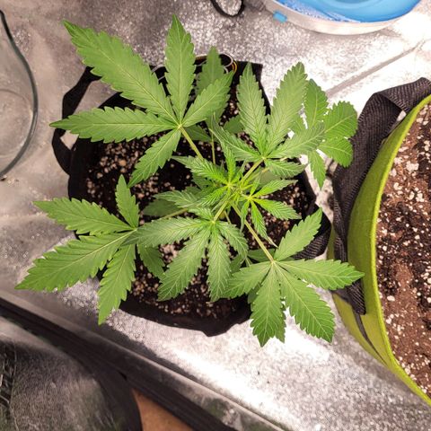Toof Decay x Walter White growlog timeline photo