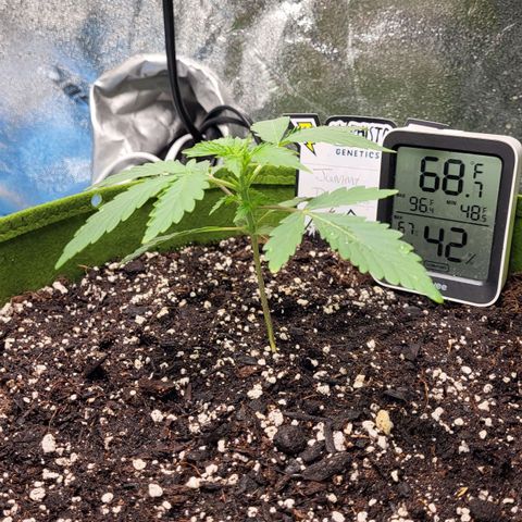 Jammy Dodgers #2 growlog timeline photo