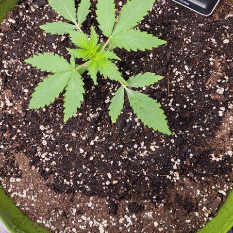 Jammy Dodgers #2 growlog timeline photo