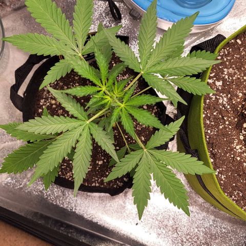 Toof Decay x Walter White growlog timeline photo