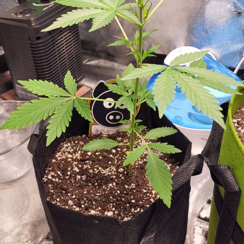 Toof Decay x Walter White growlog timeline photo
