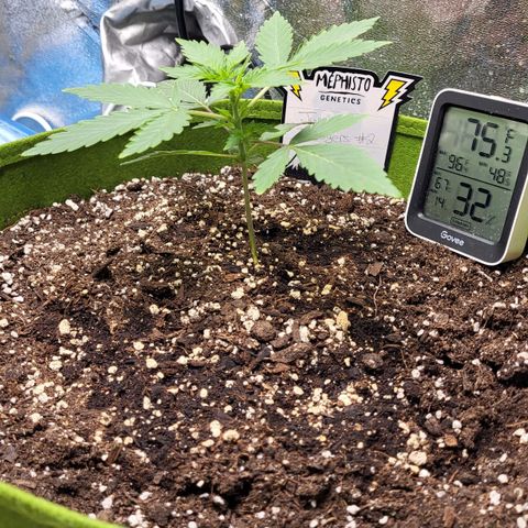 Jammy Dodgers #2 growlog timeline photo