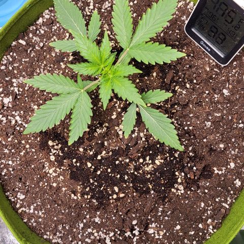 Jammy Dodgers #2 growlog timeline photo