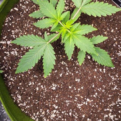 Jammy Dodgers #2 growlog timeline photo