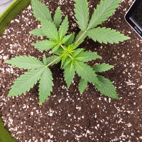 Jammy Dodgers #2 growlog timeline photo