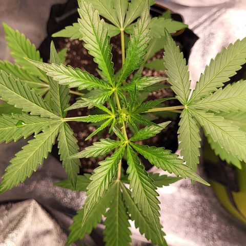Toof Decay x Walter White growlog timeline photo