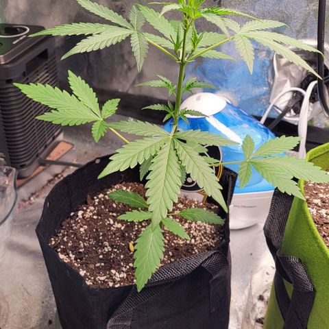 Toof Decay x Walter White growlog timeline photo