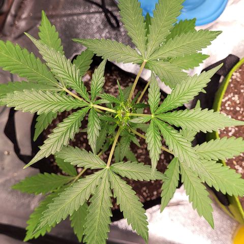 Toof Decay x Walter White growlog timeline photo