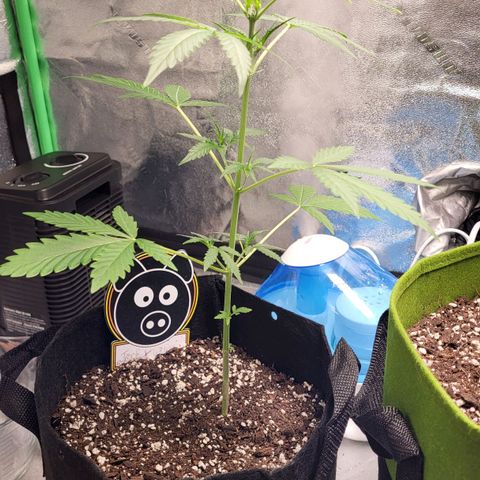 Toof Decay x Walter White growlog timeline photo