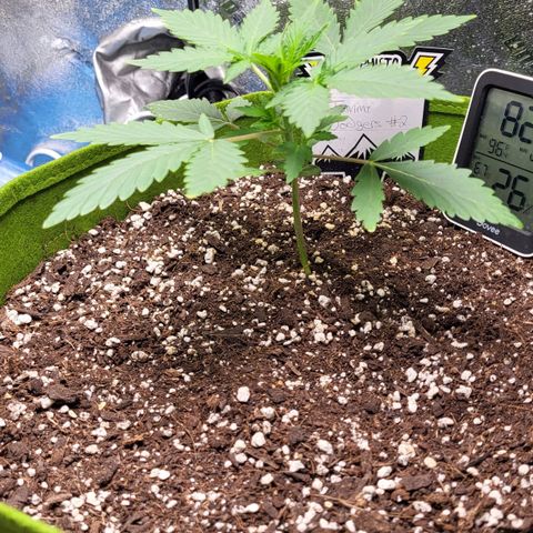Jammy Dodgers #2 growlog timeline photo