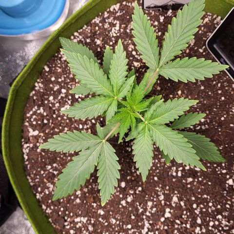 Jammy Dodgers #2 growlog timeline photo