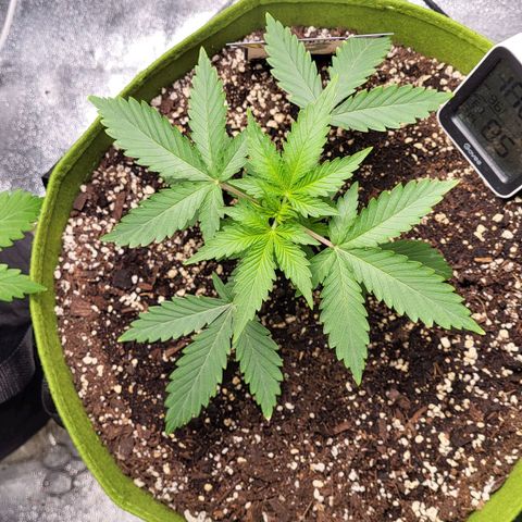 Jammy Dodgers #2 growlog timeline photo
