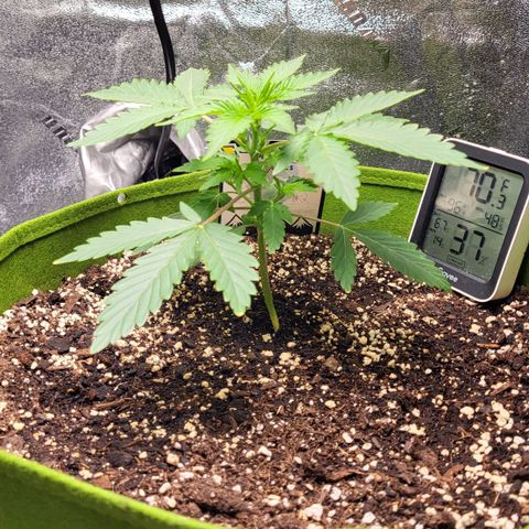 Jammy Dodgers #2 growlog timeline photo
