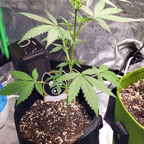 Toof Decay x Walter White growlog timeline photo