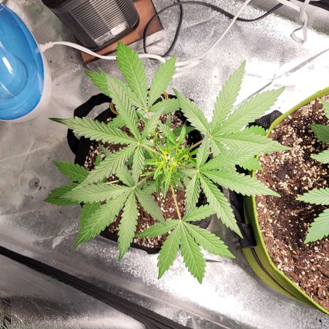 Toof Decay x Walter White growlog timeline photo