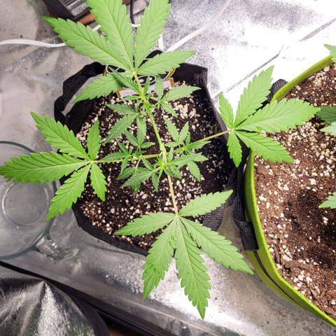 Toof Decay x Walter White growlog timeline photo