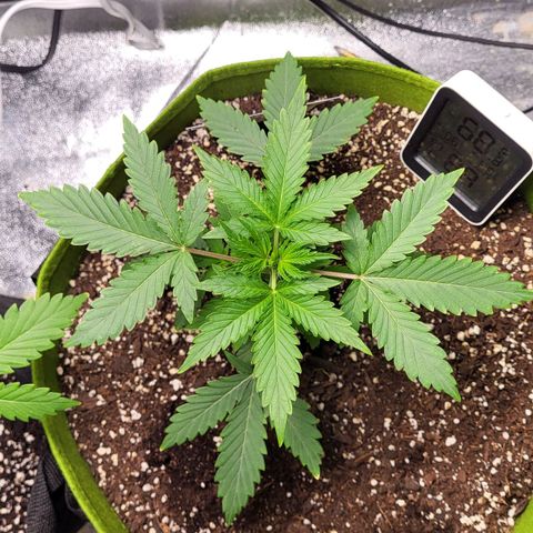 Jammy Dodgers #2 growlog timeline photo