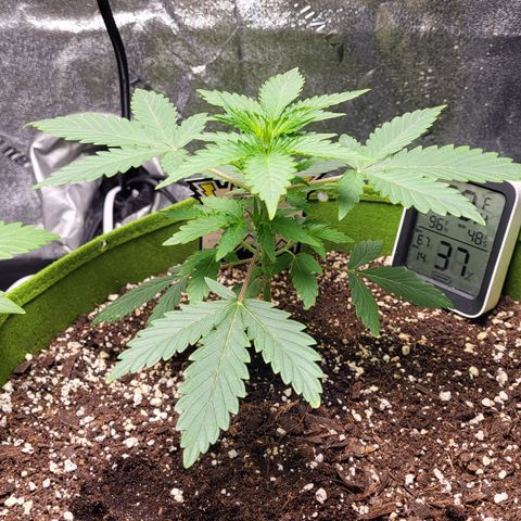 Jammy Dodgers #2 growlog timeline photo