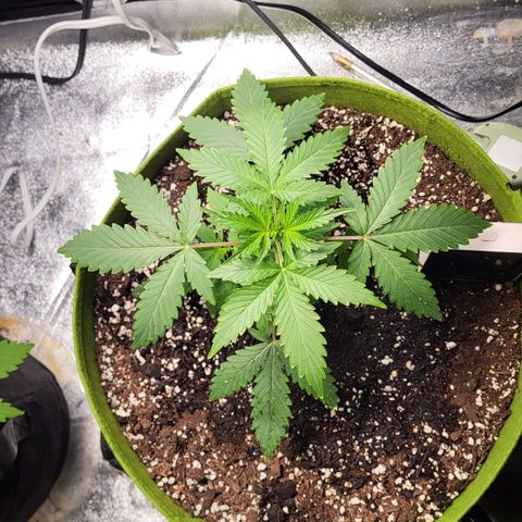 Jammy Dodgers #2 growlog timeline photo