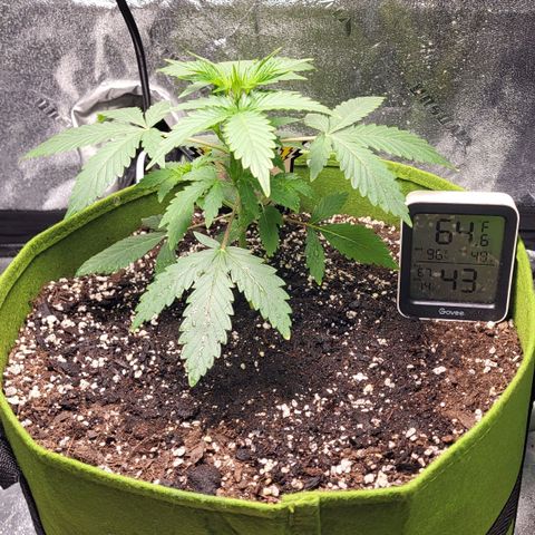 Jammy Dodgers #2 growlog timeline photo