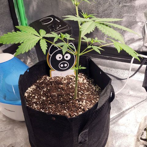 Toof Decay x Walter White growlog timeline photo