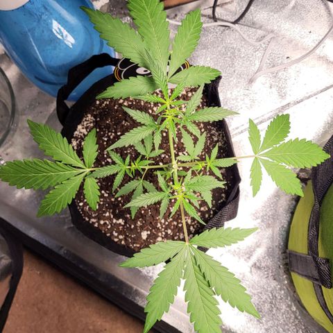 Toof Decay x Walter White growlog timeline photo