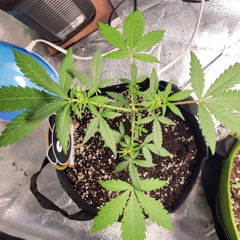Toof Decay x Walter White growlog timeline photo