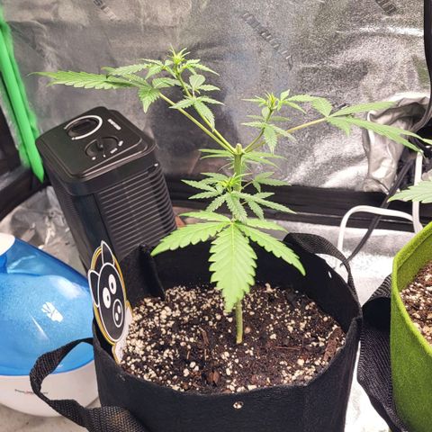 Toof Decay x Walter White growlog timeline photo