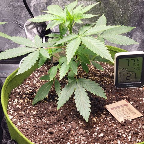 Jammy Dodgers #2 growlog timeline photo