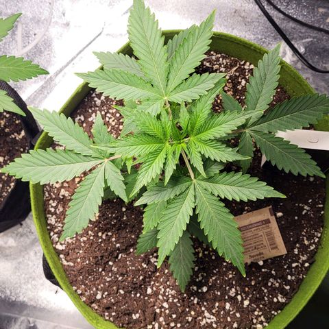 Jammy Dodgers #2 growlog timeline photo
