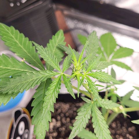 Toof Decay x Walter White growlog timeline photo
