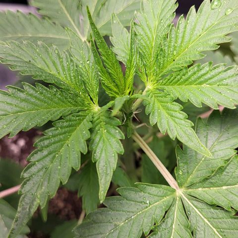Jammy Dodgers #2 growlog timeline photo